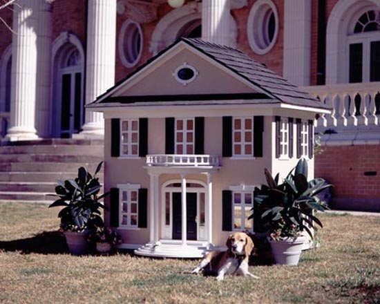 Beagle with Luxury Dog House