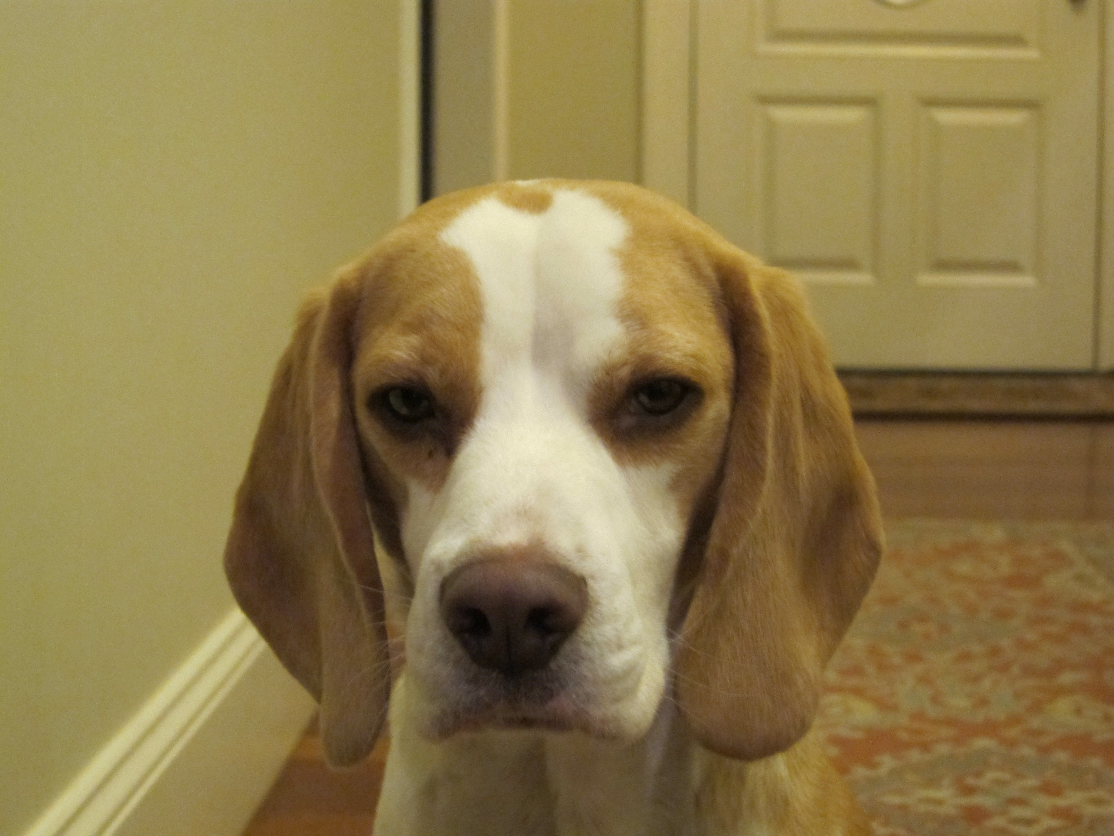 Harrison the Beagle