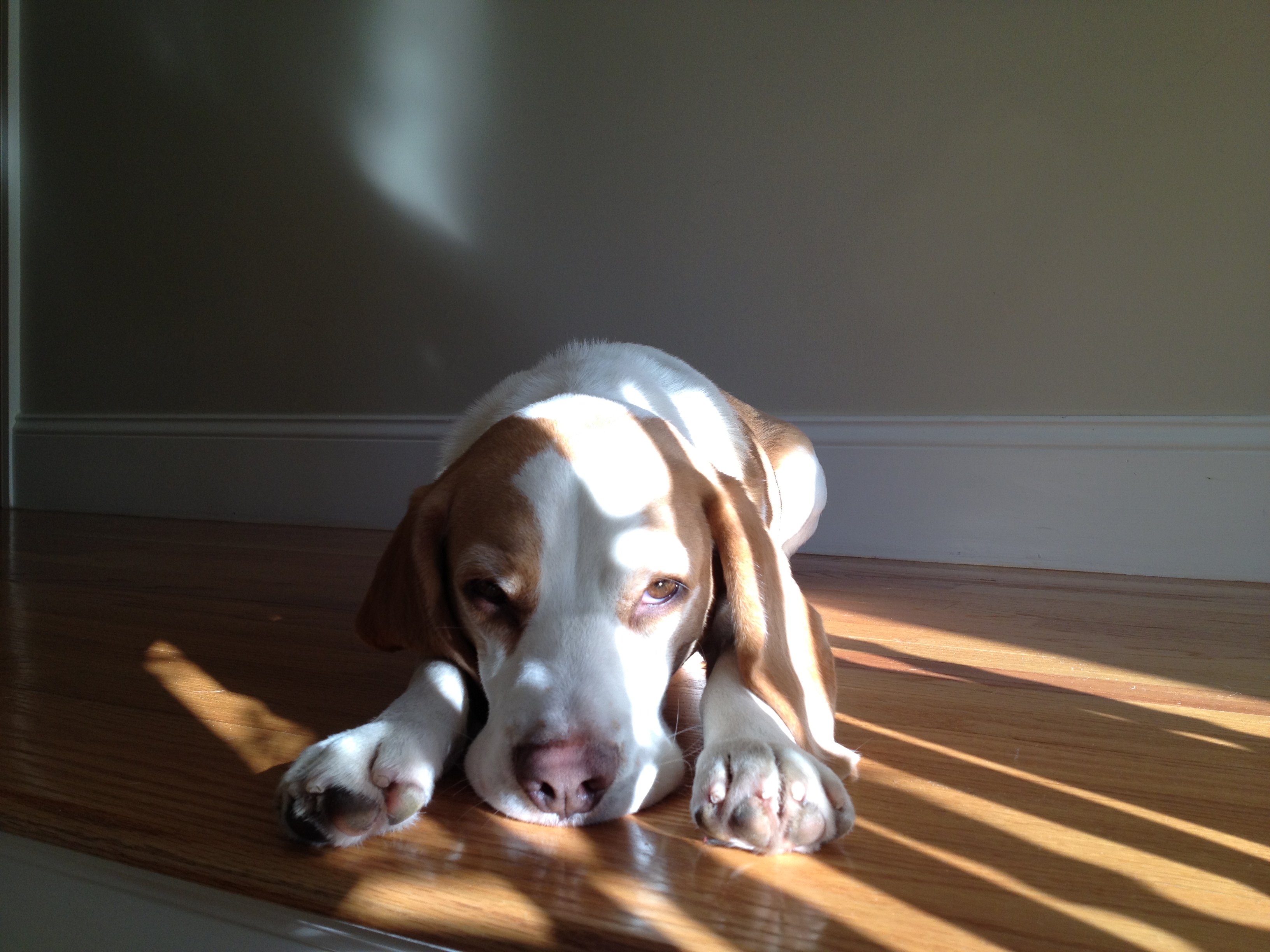 Harrison the Beagle