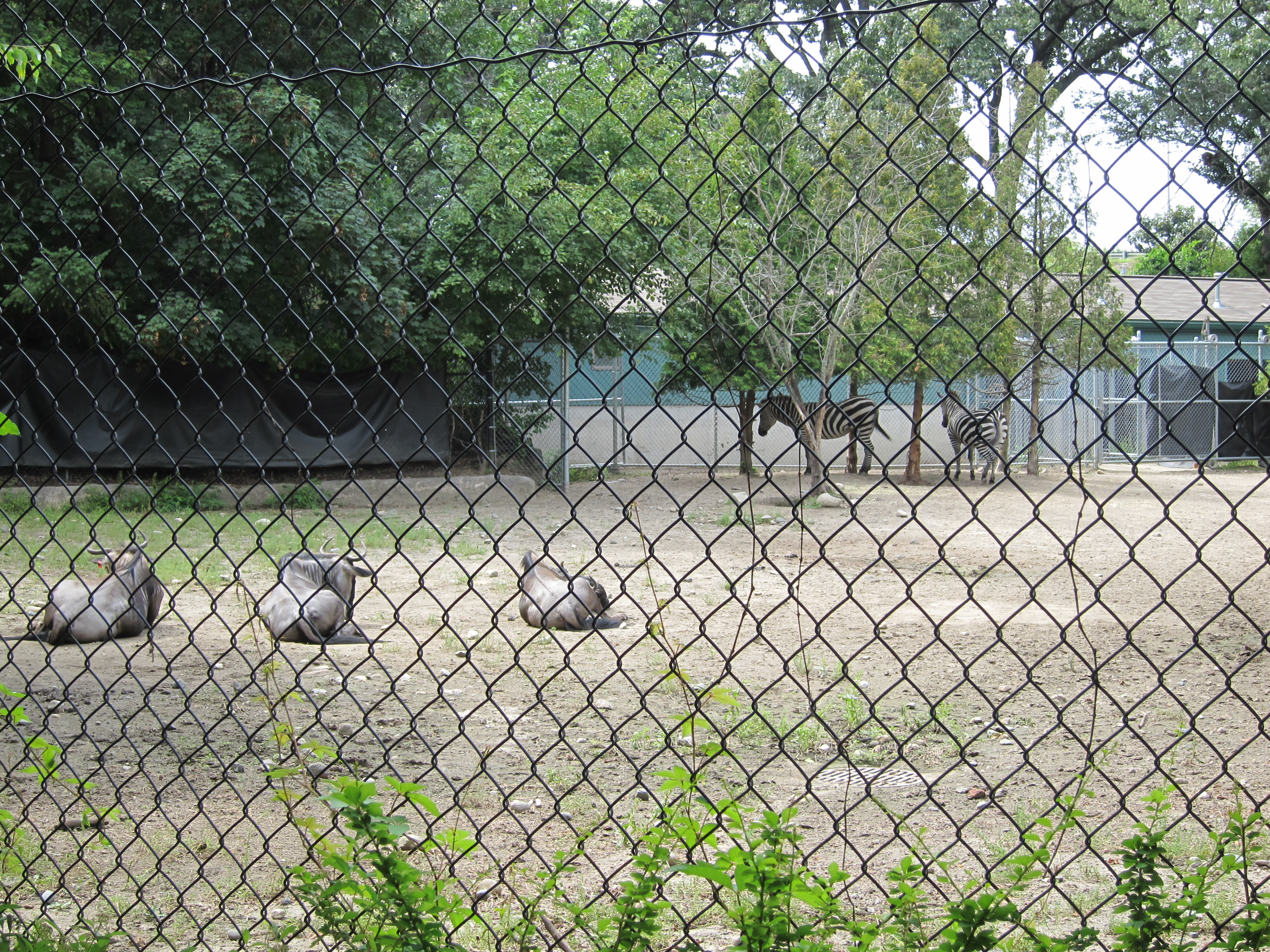 Zebras at Roger Williams Park Zoo