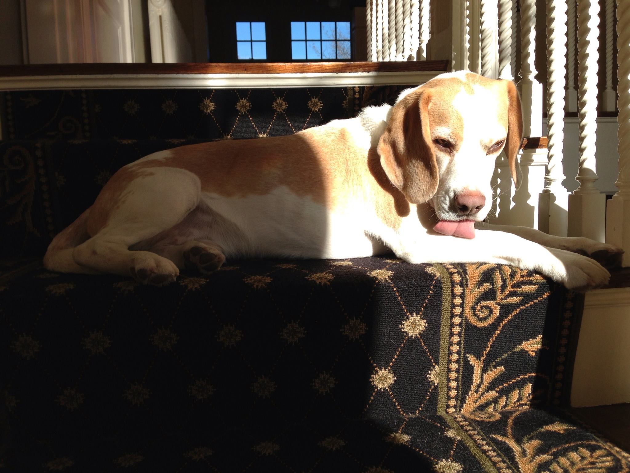 Harrison the Beagle on Stark Carpet stair runner | Smart Flooring Choices for Shedding Pet Owners | Interiors For Families